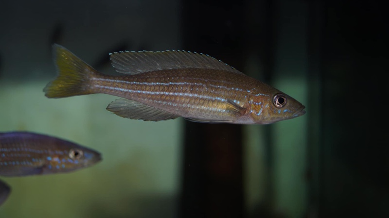 Paracyprichromis sp. 'brieni two-stripe' Izinga